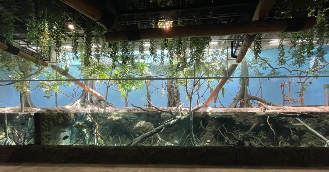 雨林探險區沿牆延伸的長型展示缸