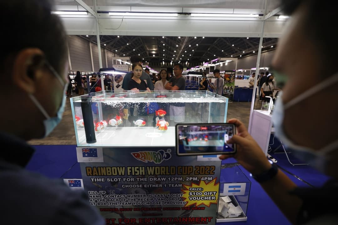 兩位參觀者用手機拍攝 Rainbow Fish World Cup 的展示缸