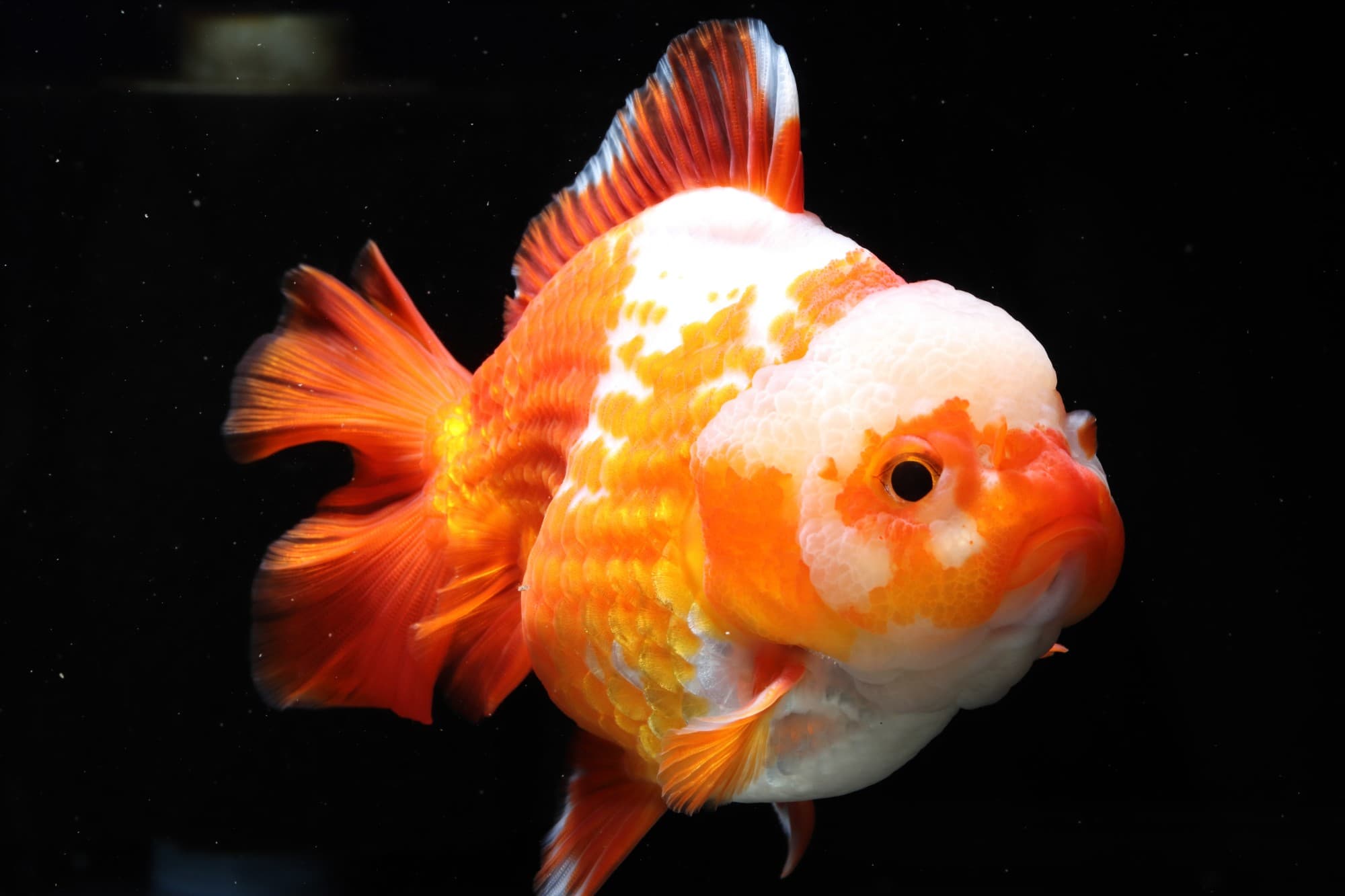 金魚飼養指南 從魚缸佈置到餵食份量與健康觀察