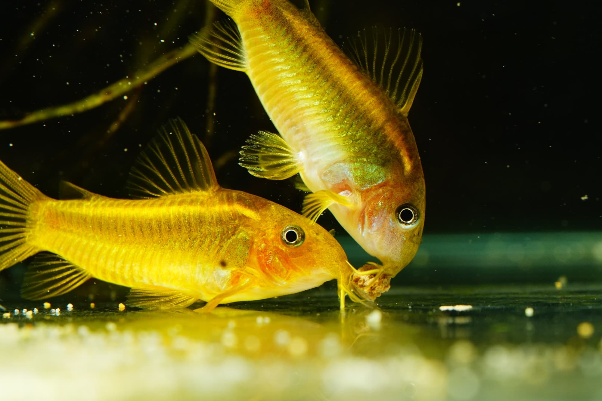鼠魚飼養指南 群養底砂沉底餵食與健康觀察