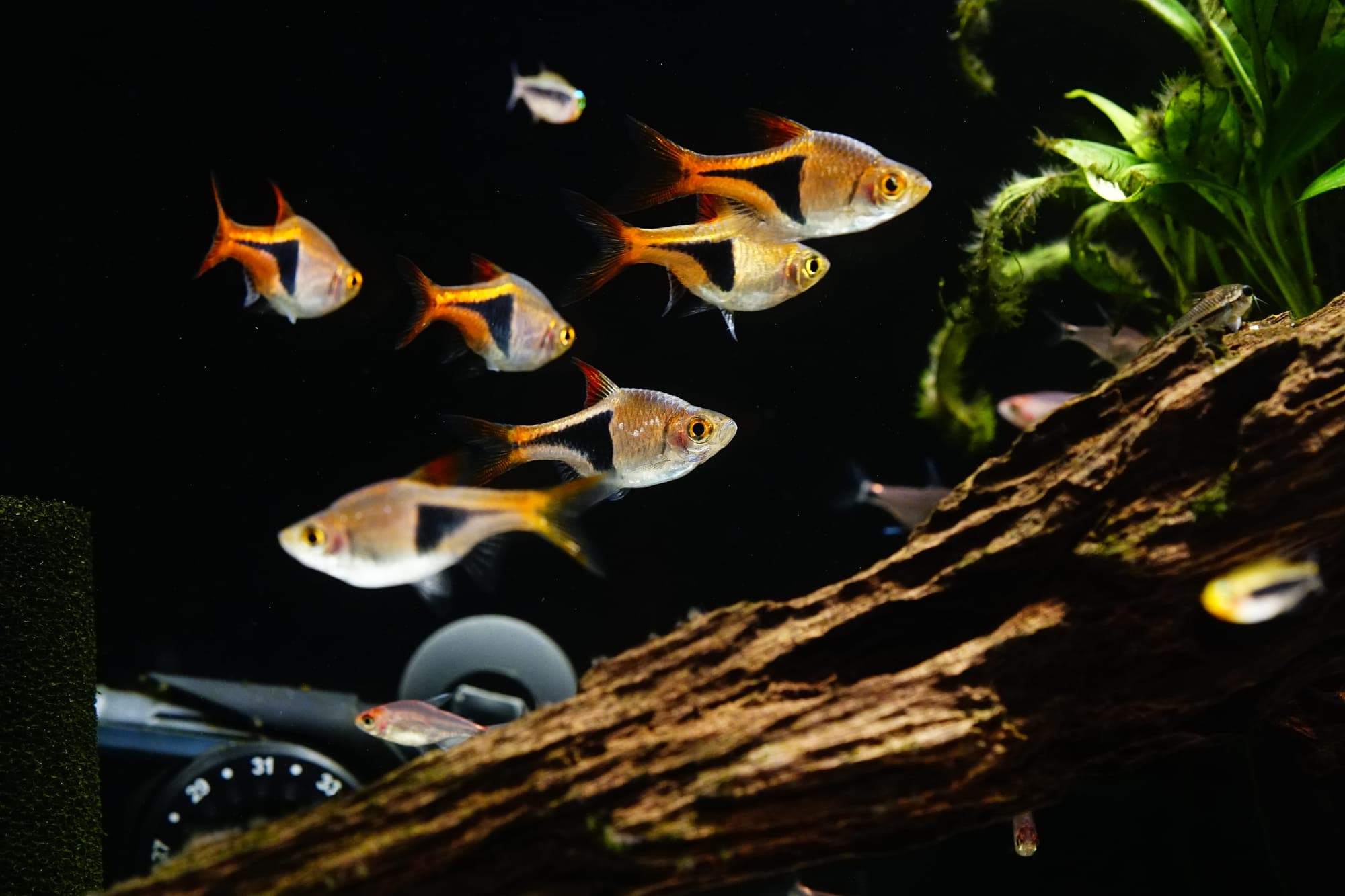 水族缸中的魚群